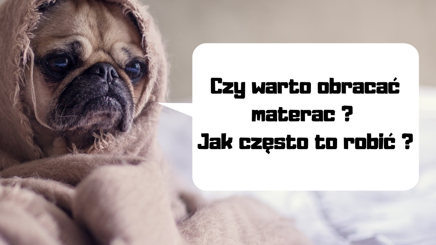 Pug Speech Bubble Twitter Post.png